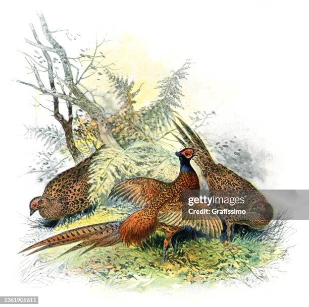 ilustraciones, imágenes clip art, dibujos animados e iconos de stock de grupo de faisanes comunes en el dibujo forestal - pheasant bird