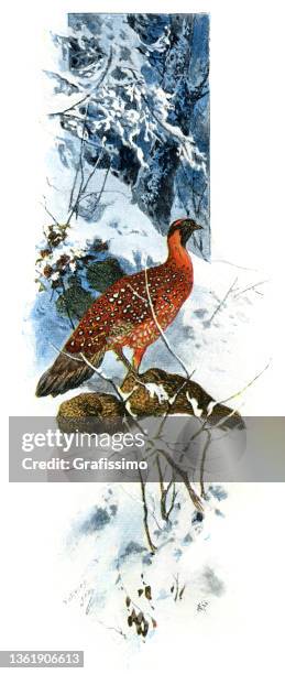 horned pheasant satyr tragopan in winter snow drawing - pheasant stock illustrations