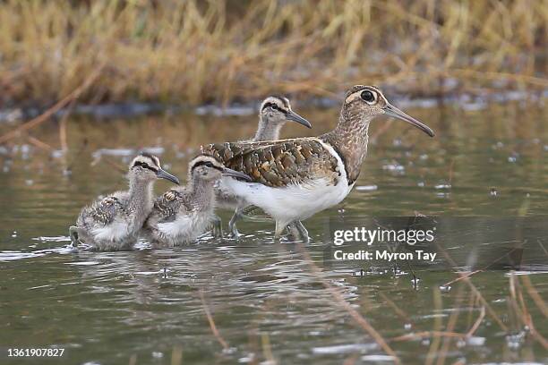 greater painted-snipe with little ones - greater painted snipe stock pictures, royalty-free photos & images