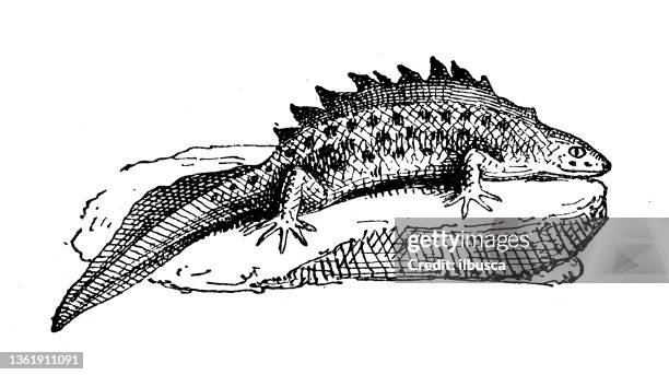 antique illustration: salamander - salamander stock illustrations