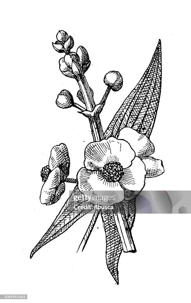 Antike Illustration: Sagittaria