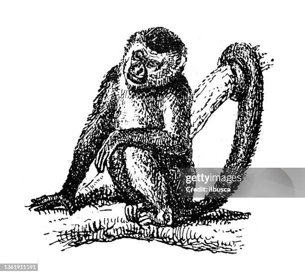 Capuchin Graphics Antique Illustration Capuchin Monkey High-Res Vector Graphic - Getty Images