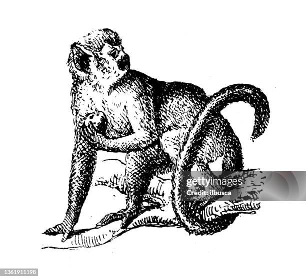 stockillustraties, clipart, cartoons en iconen met antique illustration: squirrel monkey, saimiri - doodshoofdaapje