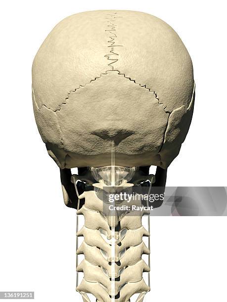 skull-and-neck-back.jpg?s=