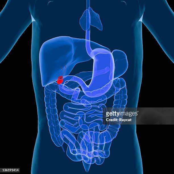 digestive system-gallbladder - spleen 個照片及圖片檔