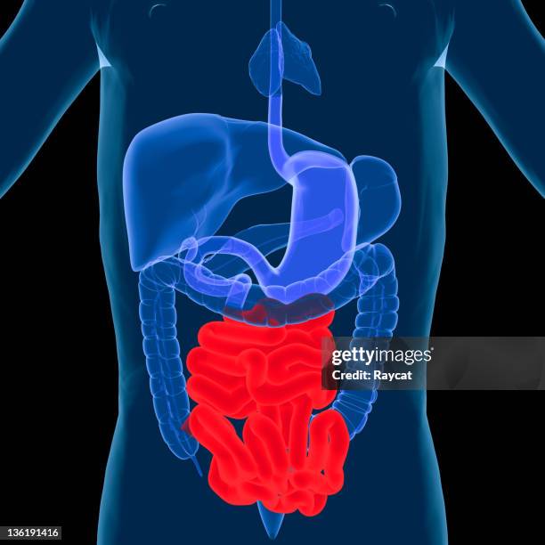 digestive system-small intestine - small intestine stock pictures, royalty-free photos & images