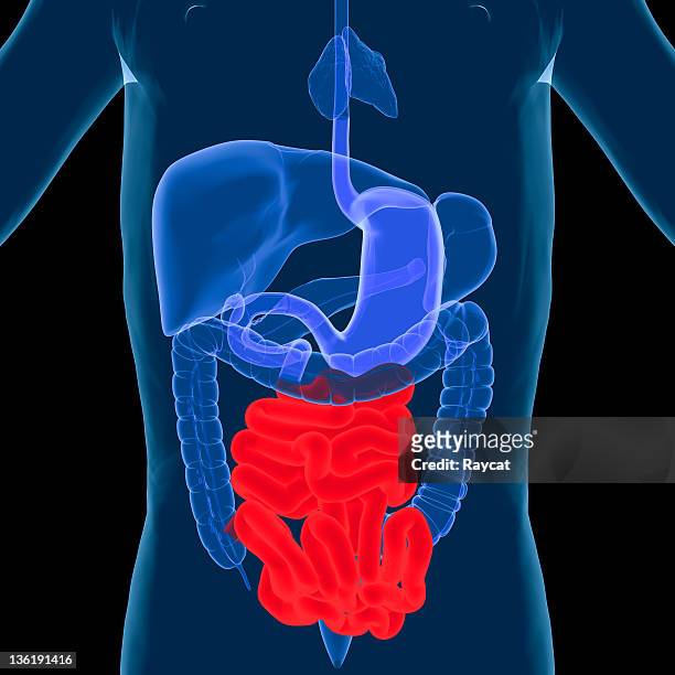 sistema digestivo-intestino delgado - intestino delgado - fotografias e filmes do acervo