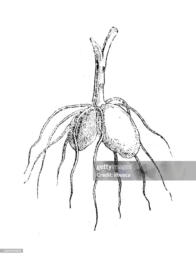 Antique illustration: Orchis mascula