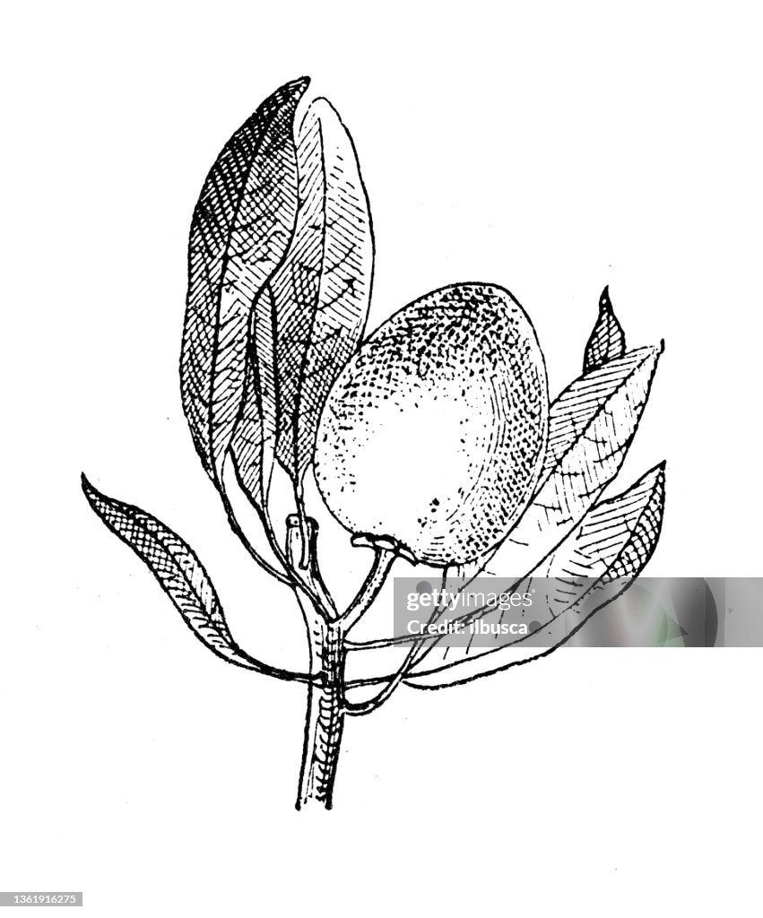Antique illustration: Diospyros nigra, black sapote