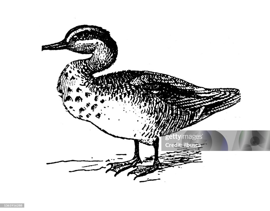 Antique illustration: Eurasian teal (Anas crecca)