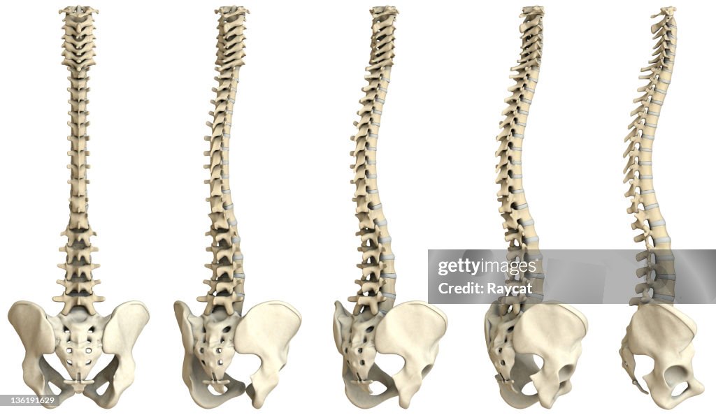 Human spine-5 views XXXL