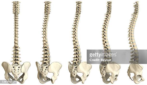 human spine-5 views xxxl - human vertebra 個照片及圖片檔