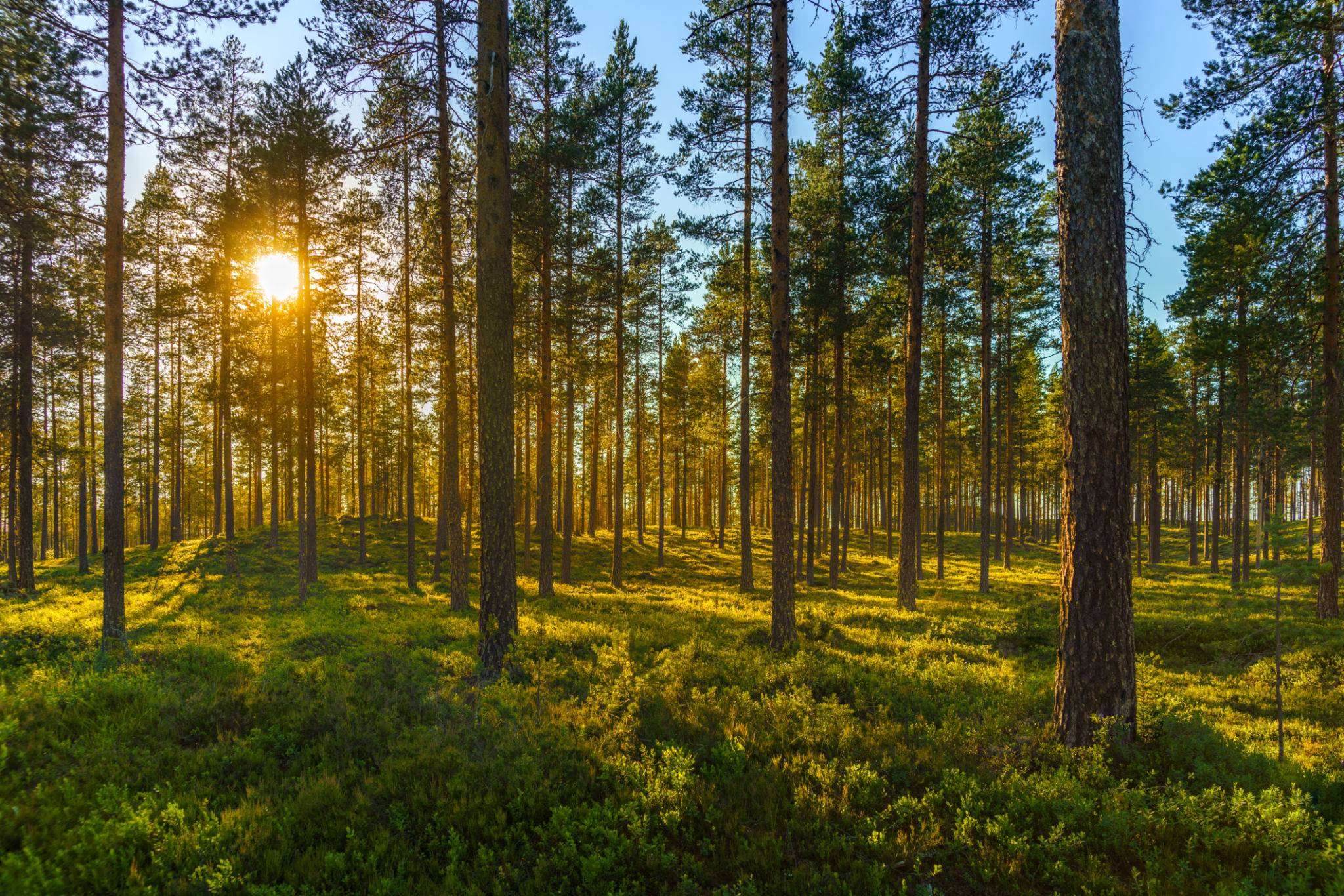 food forest summer