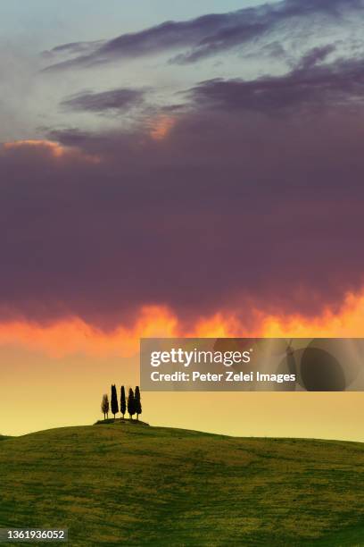 cypress trees in tuscany after sunset - italian cypress fotografías e imágenes de stock