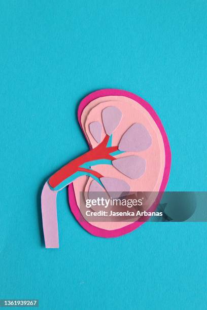 kidney and ureter - rene foto e immagini stock