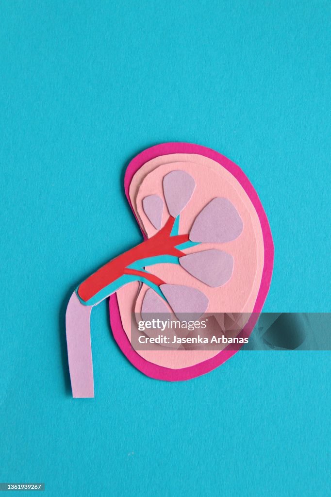Kidney and ureter