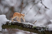 Toy minifigure lynx, wild cat in the winter forest with snow.