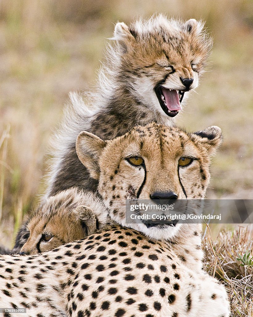 Cheetah and young cubs in forest