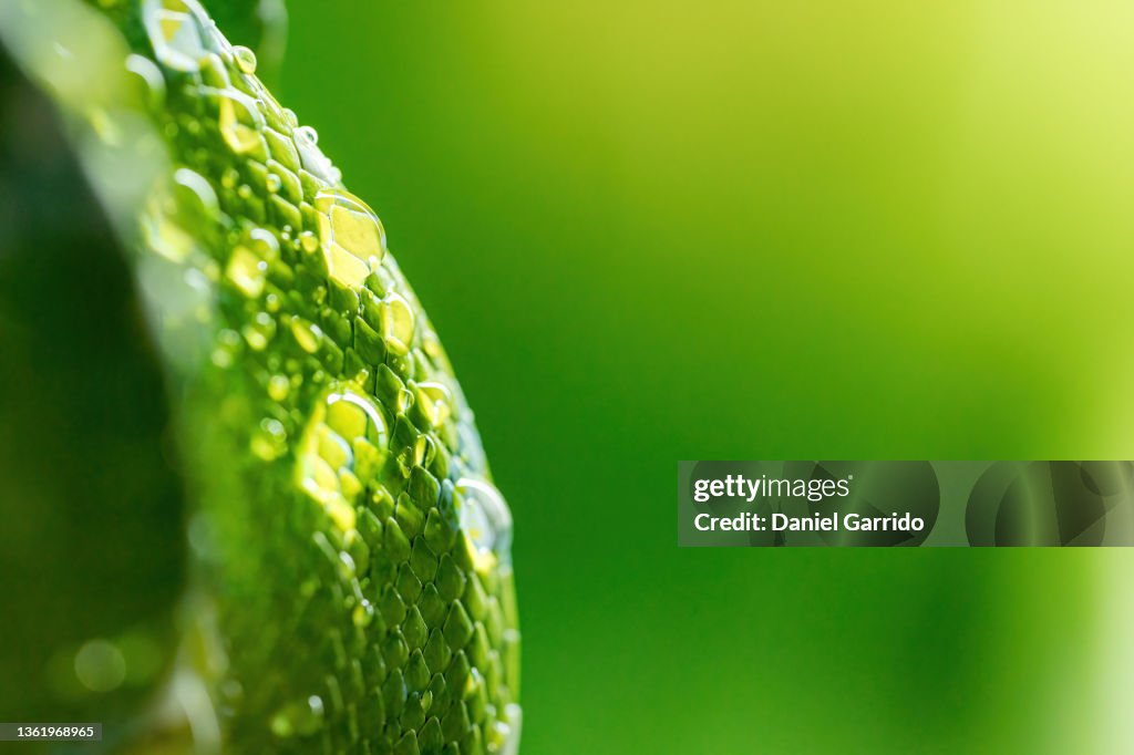 Macrophotography Of The Skin Of A Green Tree Python Scales Background ...