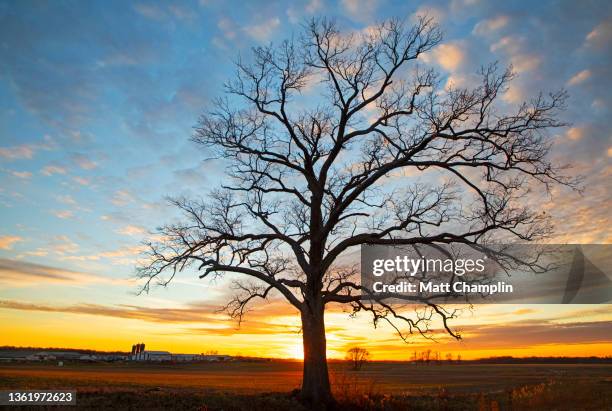 lone tree winter sunset - solsticio de invierno fotografías e imágenes de stock
