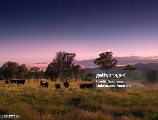 late afternoon light sweeps across the nariel valley, in the upper murray valley, north east victoria, australia. - hereford cow stock pictures, royalty-free photos & images