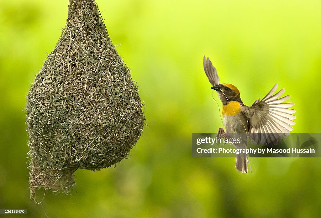 Baya Weaver making nest