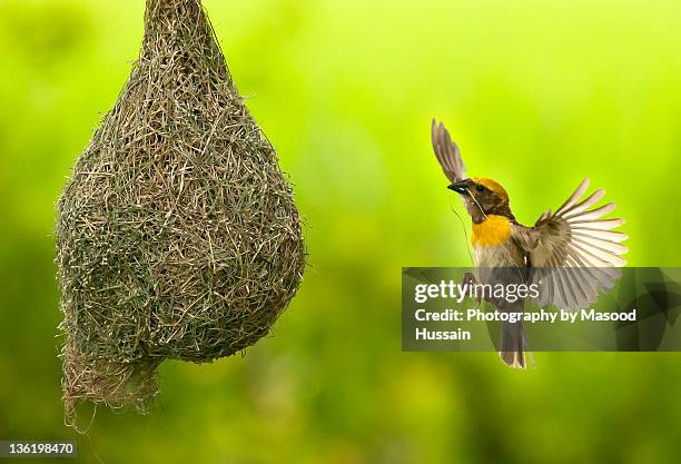baya weaver making nest - weaver bird stock pictures, royalty-free photos & images
