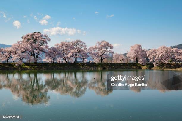 長野県伊那市にある桜の名所【六道の堤】の春 (a row of cherry trees by a pond in full bloom) - japanese cherry blossom wallpaper stock-fotos und bilder