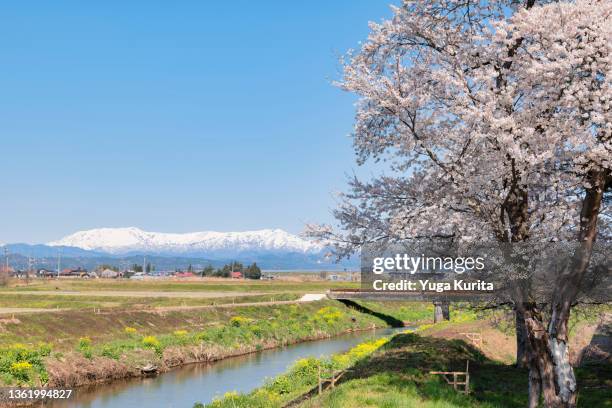 福島県喜多方市より望む冠雪した飯豊山と満開の桜 (snowy mountains over cherry blossoms in the countryside of japan) - 福島 ストックフォトと画像