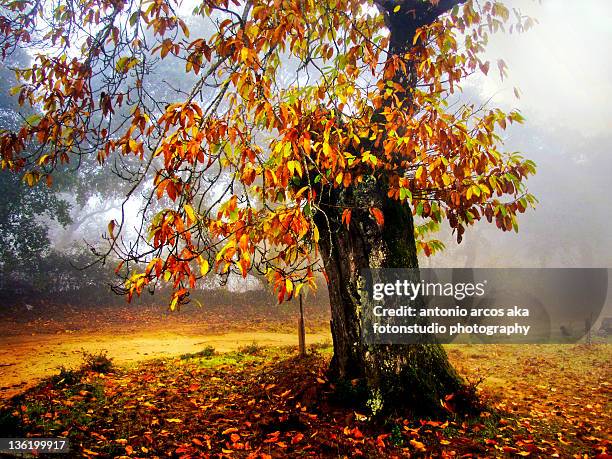 autumn tree in mist - cortegana fotografías e imágenes de stock