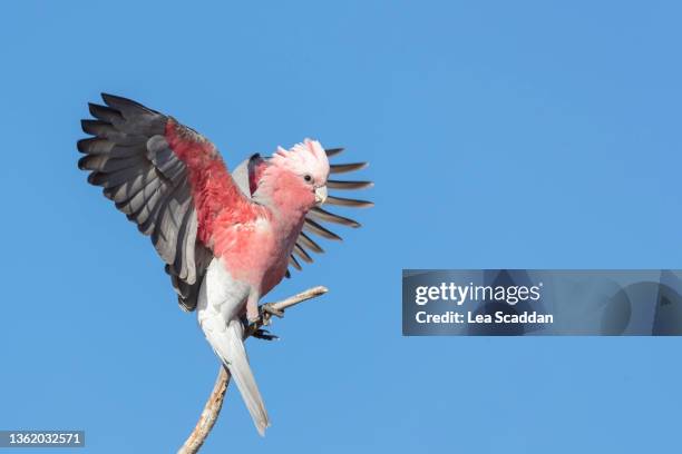 galah on branch - western australia bildbanksfoton och bilder