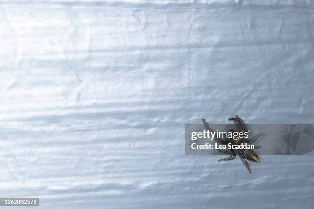 spider - phobia stock pictures, royalty-free photos & images
