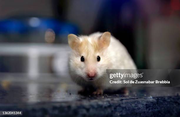 close-up of a small white syrian hamster looking at the camera - golden hamster stock pictures, royalty-free photos & images