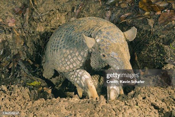 giant armadillo (priodontes maximus) brazil - armadillo burrow stock pictures, royalty-free photos & images