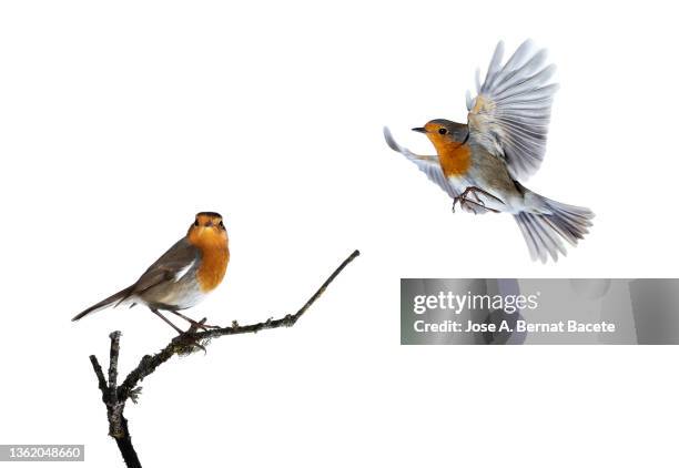 close-up of robins (erithacus rubecula) couple  perched on a branch on a white background. - robin stock-fotos und bilder