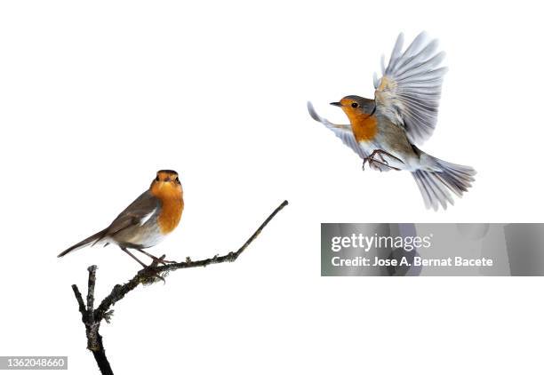 close-up of robins (erithacus rubecula) couple perched on a branch on a white background. - rouge gorge photos et images de collection