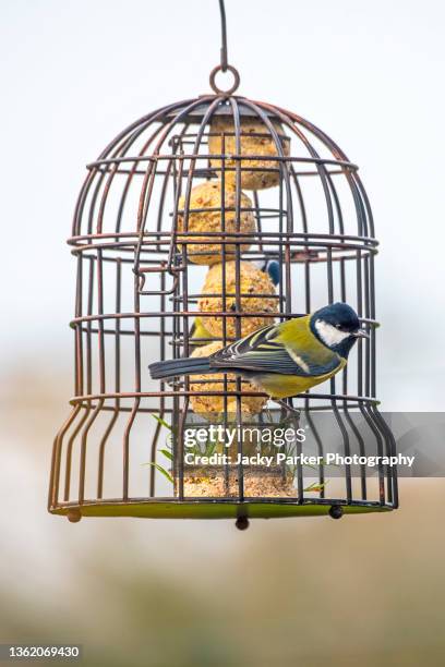 great tit (parus major) garden bird perched on a garden suet ball feeder - birdcage bildbanksfoton och bilder