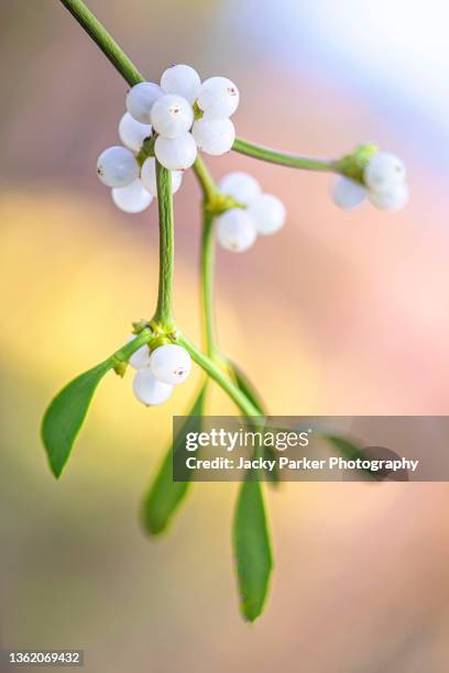 close-up image of the mistletoe plant with white festive berries - mistletoe kiss stockfoto's en -beelden