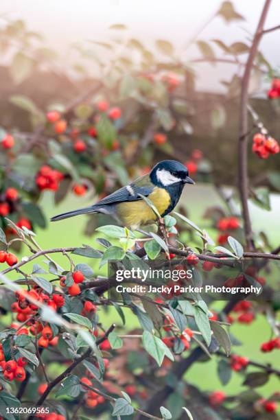 great tit (parus major) garden bird perched among cotoneaster red berries - cotoneaster horizontalis stock pictures, royalty-free photos & images