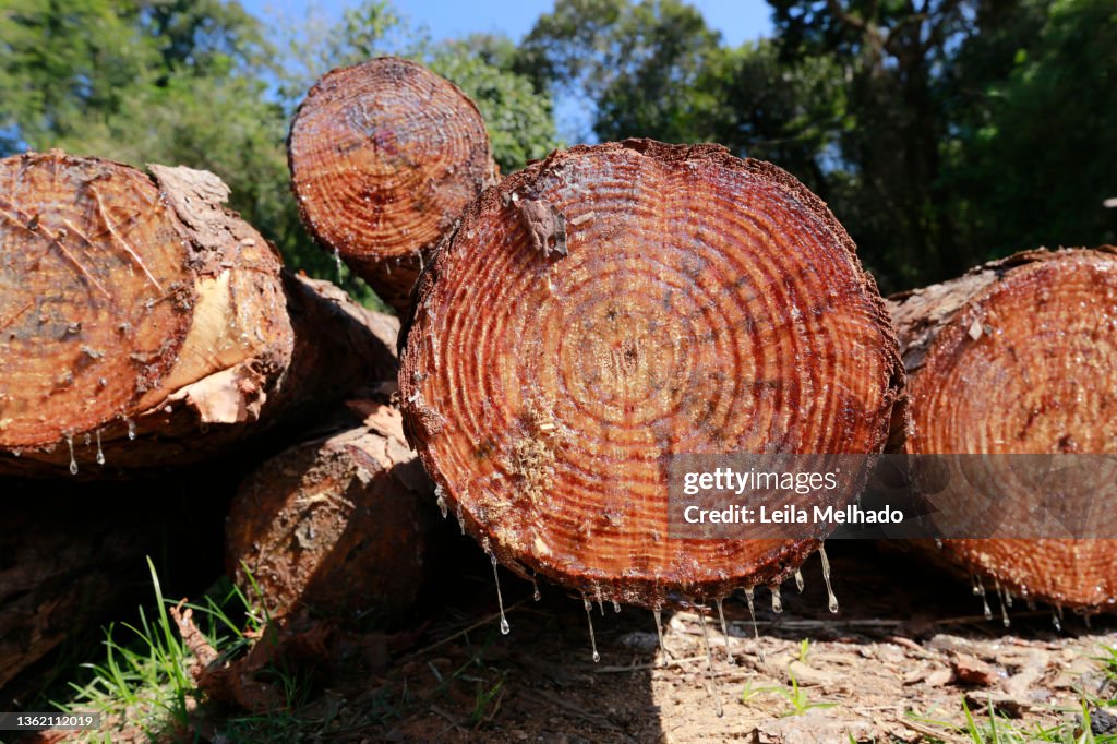 Stack of wood logs under blue sky background