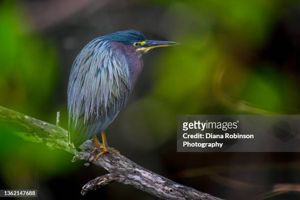 green heron perched on a branch in the marsh along the indigo trail at j.n. "ding" darling national wildlife refuge, sanibel island, florida - アメリカササゴイ ストックフォトと画像