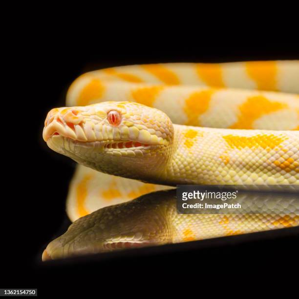close up of young python - peau de serpent photos et images de collection