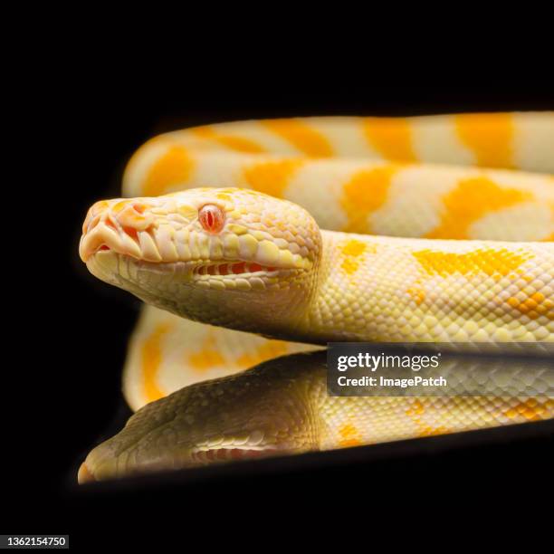 close up of young python - pele de cobra imagens e fotografias de stock