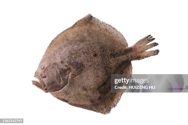 close up fresh turbot fish  on white background - flounder stock pictures, royalty-free photos & images