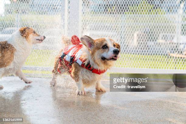 corgi dog shaking itself off after swimming in backyard pool on summer afternoon - dog heatwave stock pictures, royalty-free photos & images