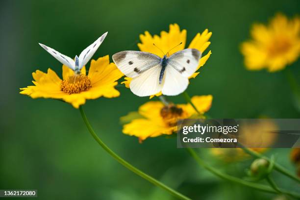 white butterflies on daisy flowers - papillon de nuit photos et images de collection