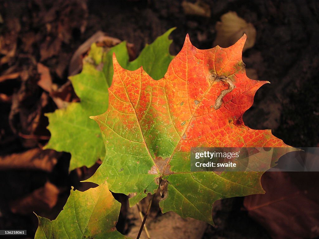 Herbst Blatt