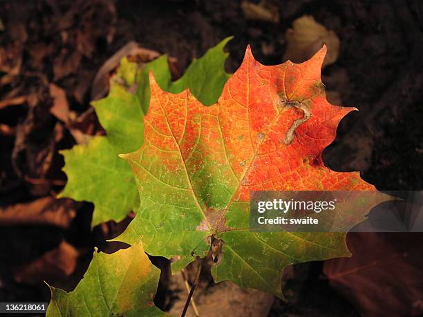 autumn leaf - september uk stock pictures, royalty-free photos & images