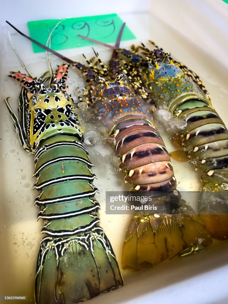 Lobsters awaiting their fate a seafood restaurant. Thailand, Southeast Asia.