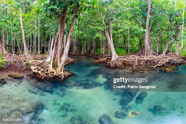 thapom mangrove forest's jungle river in krabi, thailand - mangroves stockfoto's en -beelden